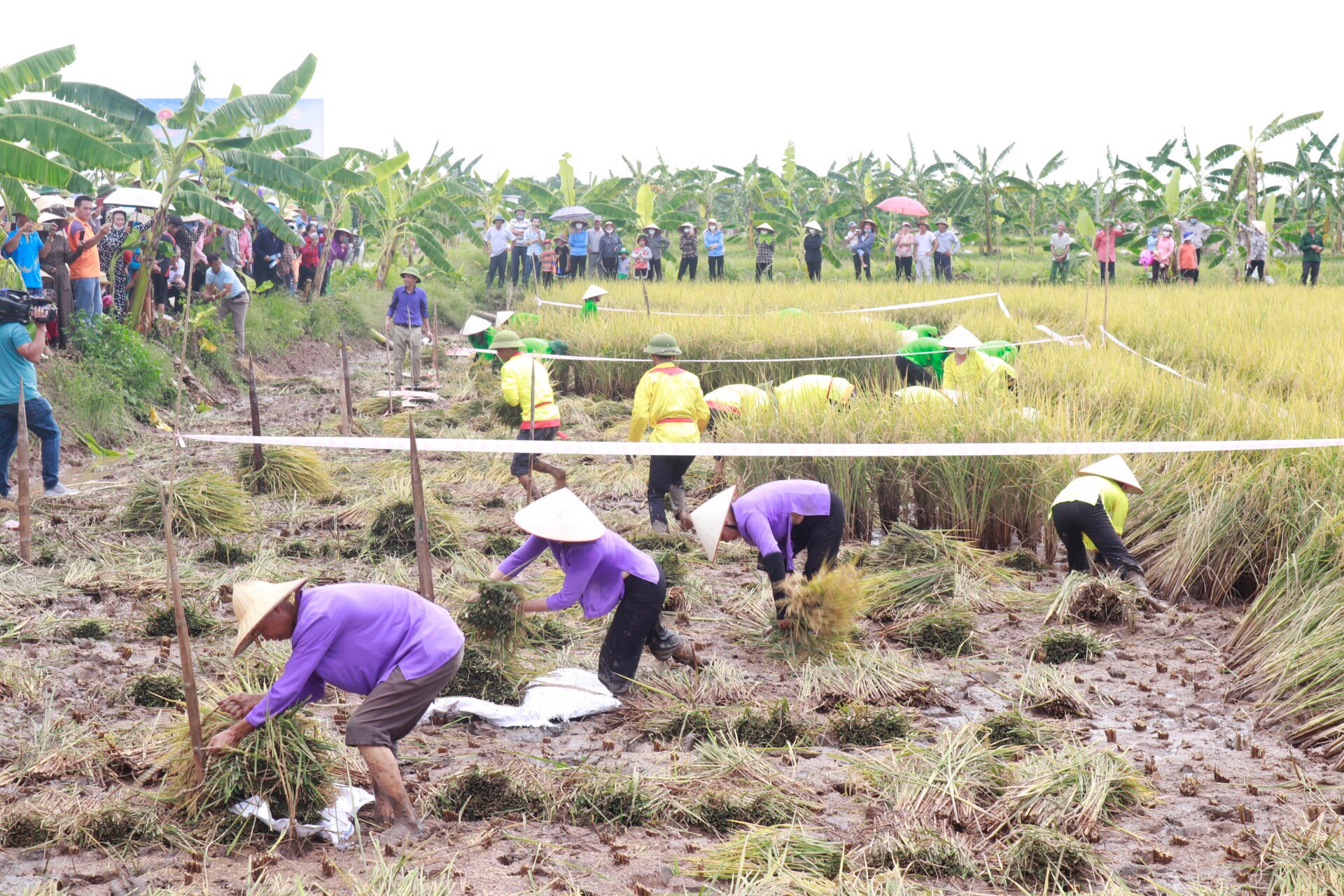 Hội thi gặt lúa rươi hữu cơ tại xã An Thanh, huyện Tứ Kỳ.